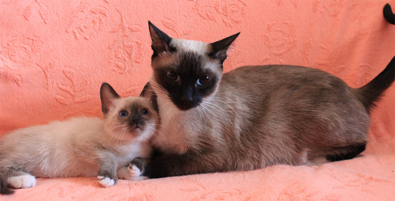 Кошка сноу-шу