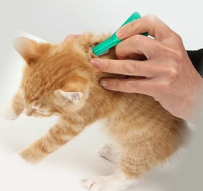 Капли от блох для кошек