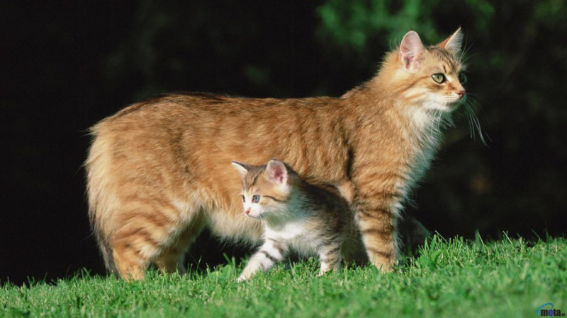 Мастит у кошки