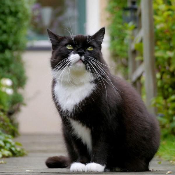 Кошка после кастрации