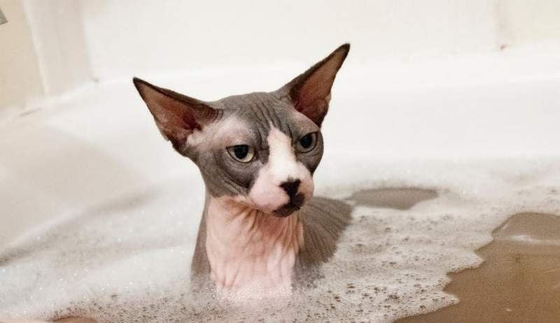 Как часто мыть кошку