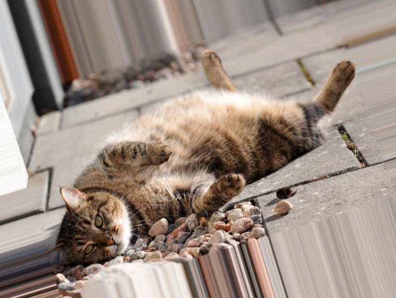 Как стерилизуют кошек