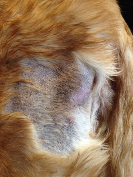 У кошки лезет шерсть