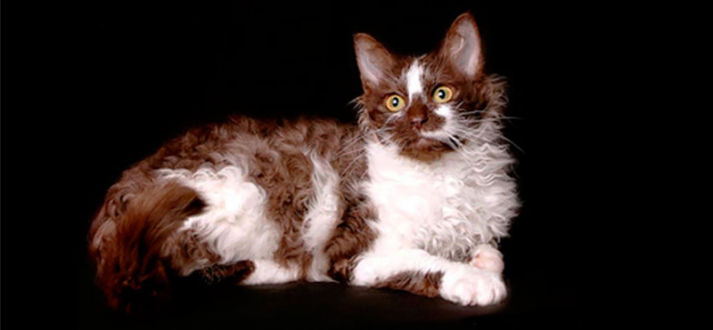 Редкие породы кошек