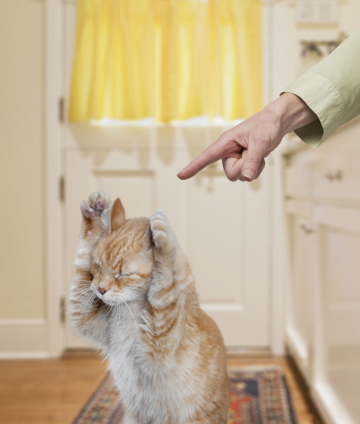 Как отучить кошку драть обои