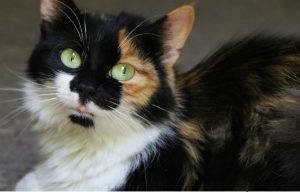 Нормальная температура у кошки