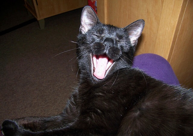 Запах изо рта кошки