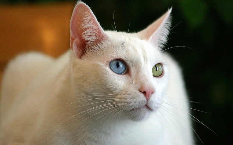 Редкие породы кошек