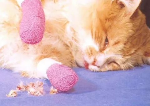 Удаление когтей у кошки