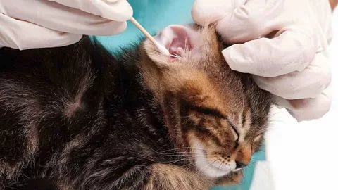 Как ухаживать за кошкой