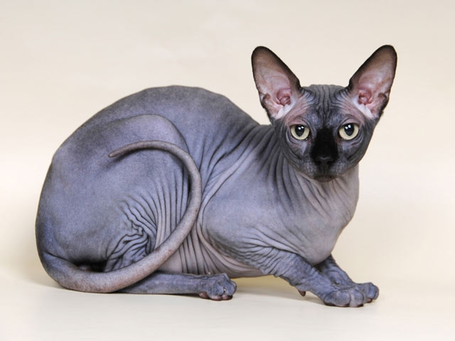 Самые дорогие кошки