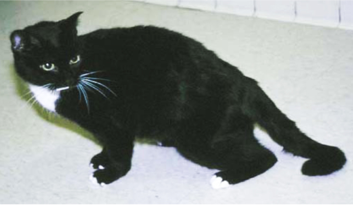 Сахарный диабет у кошек