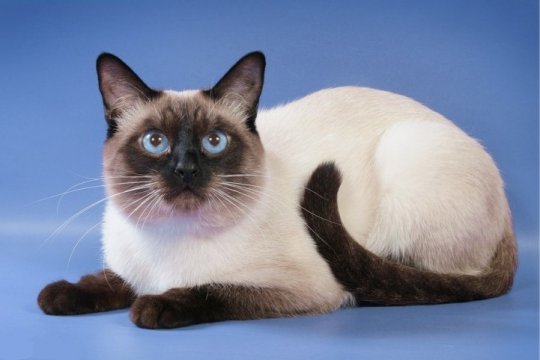 Тайская кошка