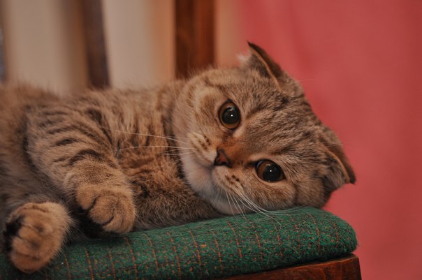 Чем кормить шотландскую кошку