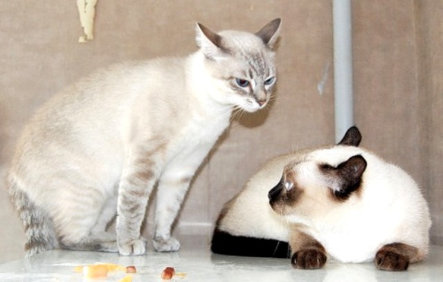 Почему кошка орет