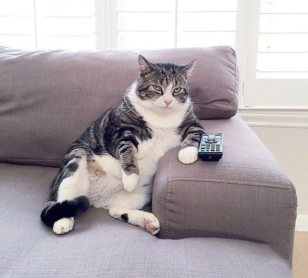 Как отличить кота от кошки