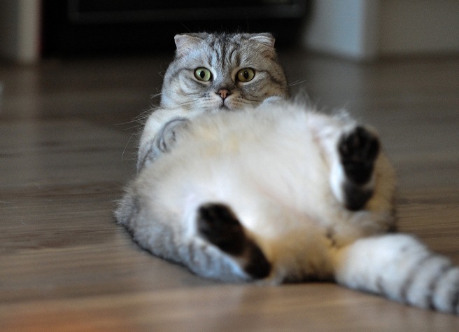 Чем кормить шотландскую кошку