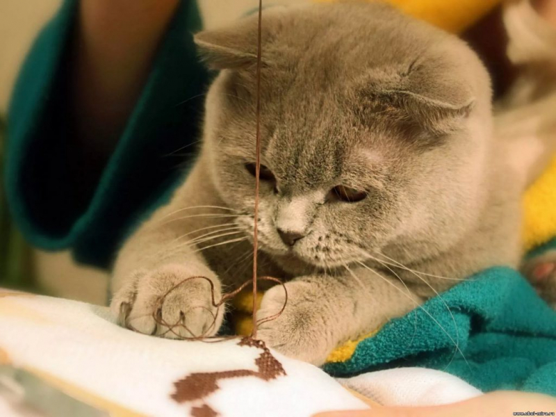 Насморк у кошки