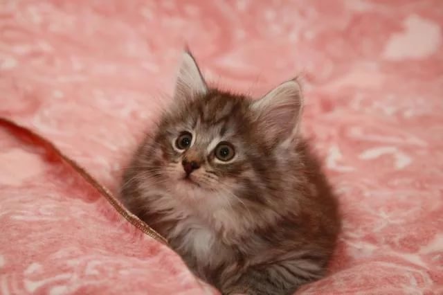 Норвежская лесная кошка