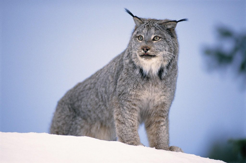 Дикие кошки