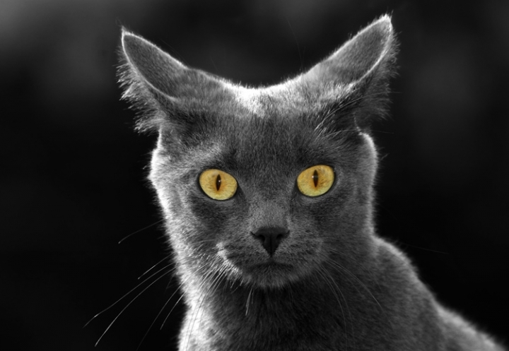 Запахи отпугивающие кошек