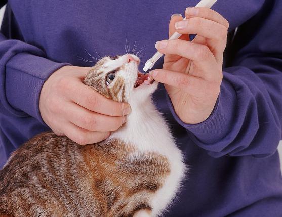 Стоп-зуд для кошек