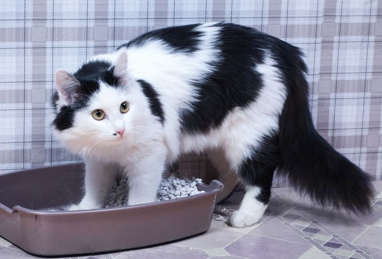 Сколько кошки отходят от наркоза