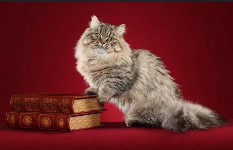 Порода кошек менуэт