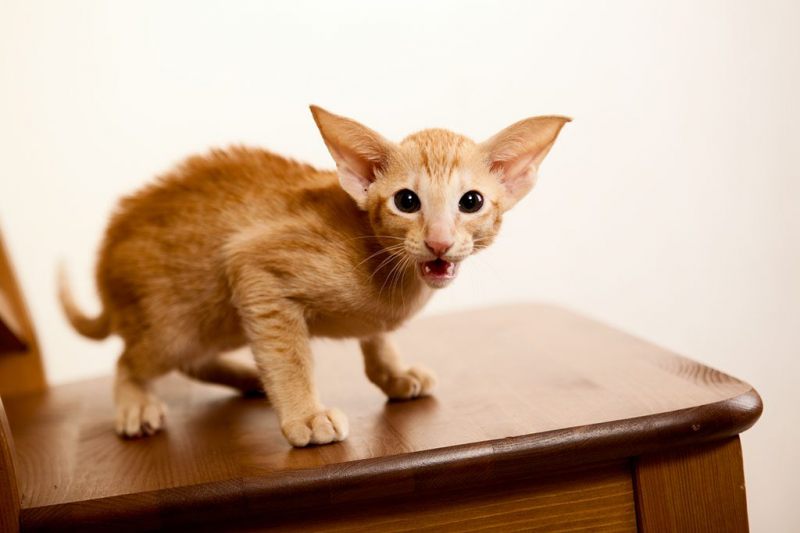 Ориентальная кошка