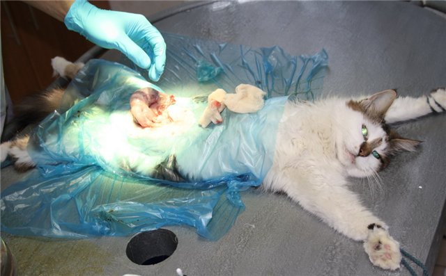 Пиометра у кошки