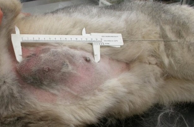 Опухоль молочной железы