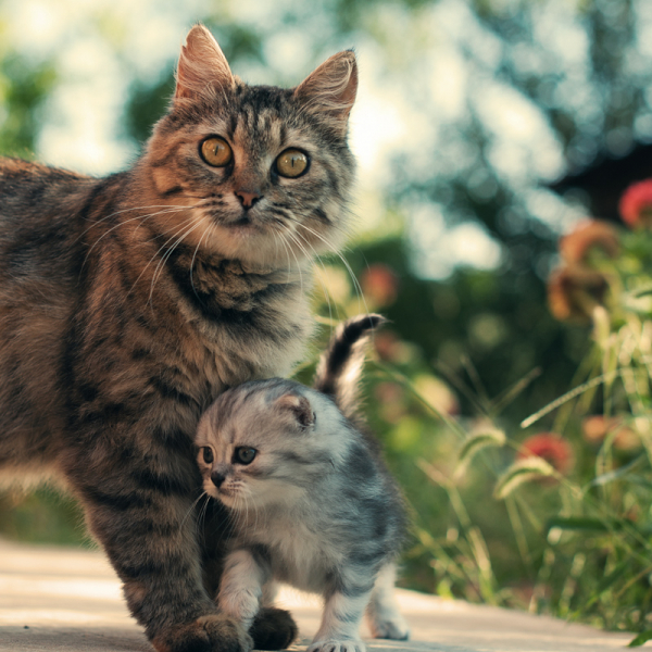 Возраст кошки по человеческим меркам