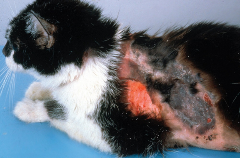 У кошки лезет шерсть