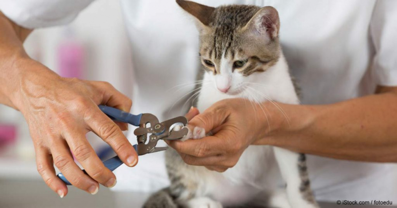 Как подстричь когти кошке