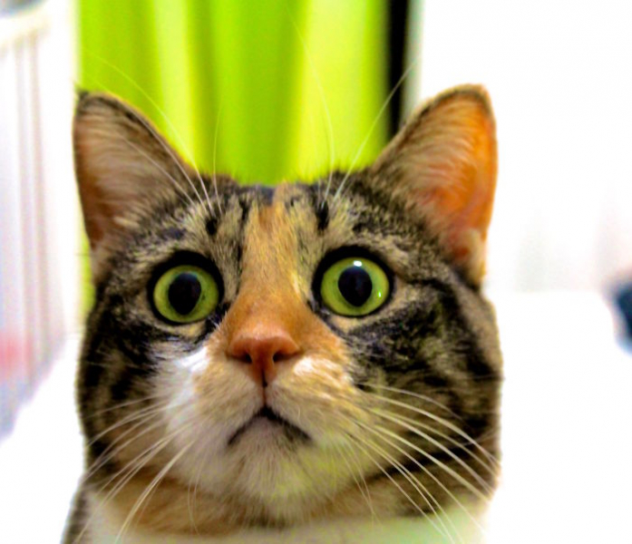 Запахи отпугивающие кошек