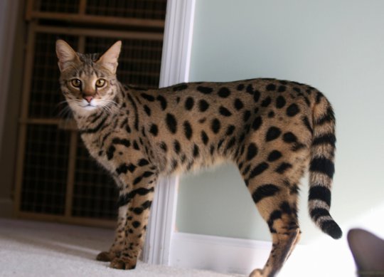 Самые дорогие кошки