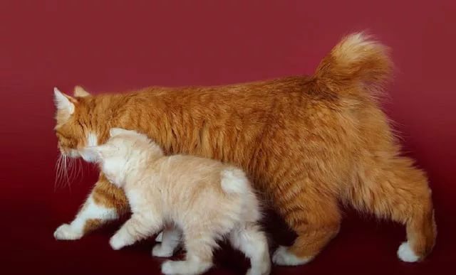 Кошки без хвоста