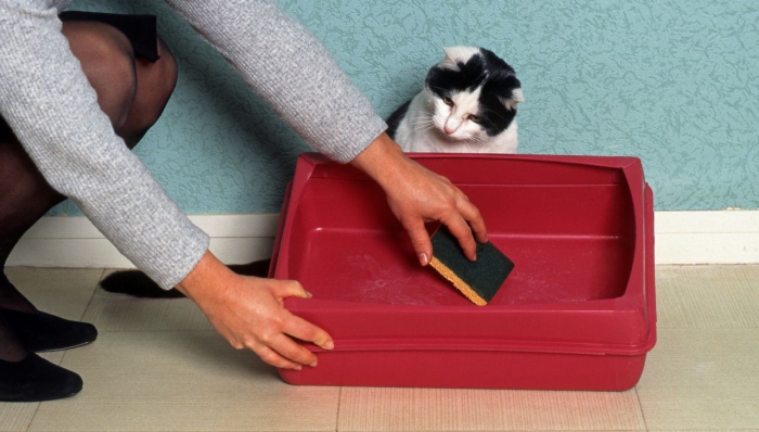 Как отучить кошку гадить