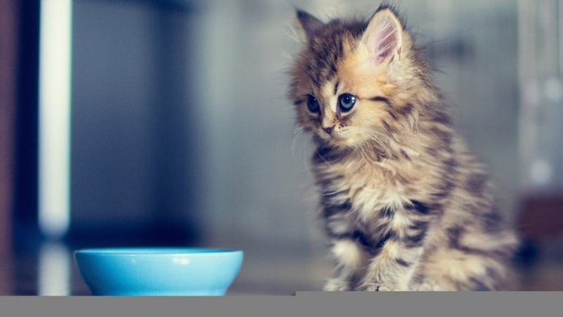 Как ухаживать за кошкой