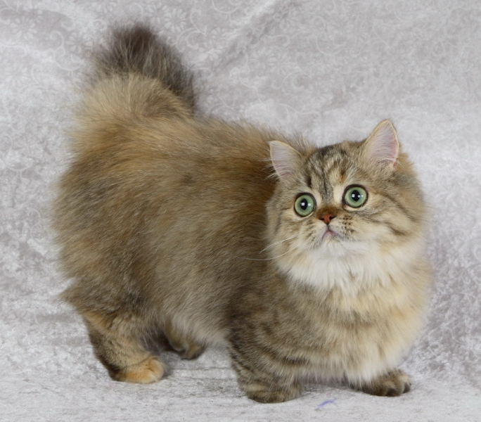 Порода кошек менуэт