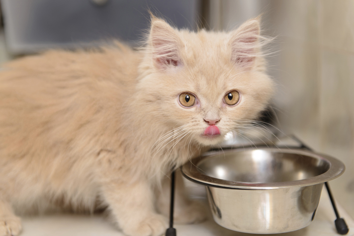 Корм Акана для кошек