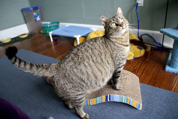 Роды у кошки