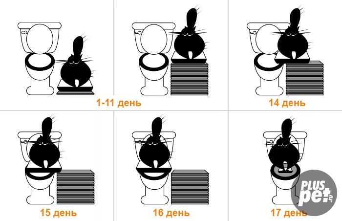 Как отучить кошку гадить