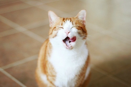 Грандорф для кошек