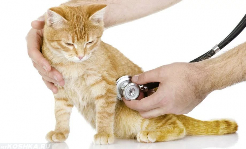 Насморк у кошки