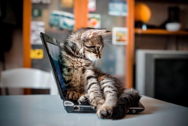 Имя для кошки