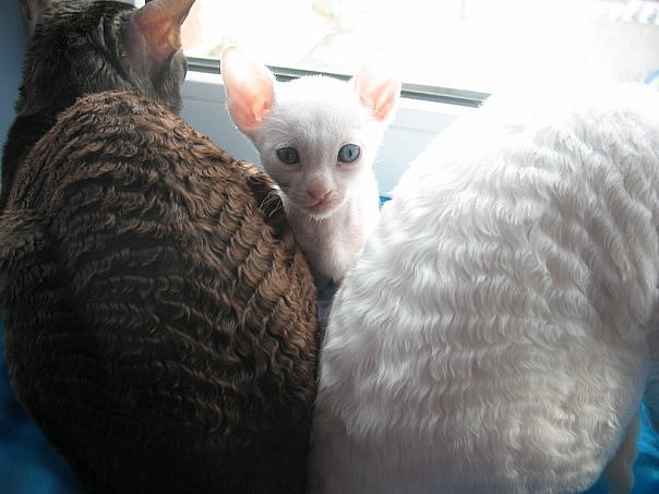 Кошка корниш рекс