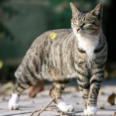 Редкие породы кошек