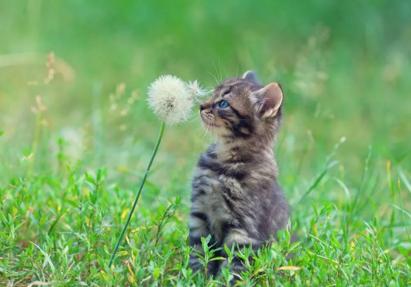 Насморк у кошки