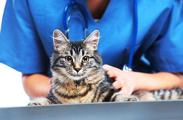 Артрогликан для кошек